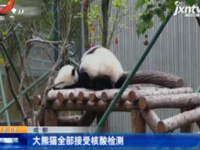 成都：大熊猫全部接受核酸检测