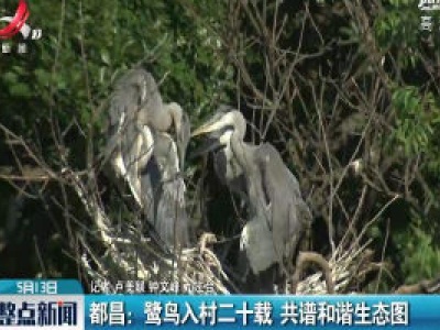 都昌：鹭鸟入村二十载 共谱和谐生态图