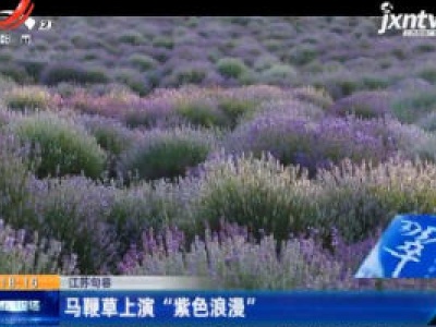 江苏句容：马鞭草上演“紫色浪漫”