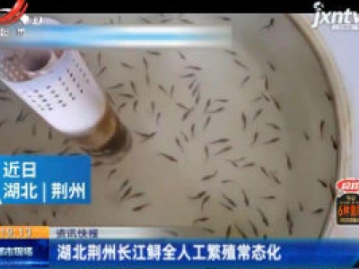 湖北荆州长江鲟全人工繁殖常态化