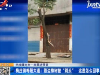 【热线曝光台】南昌进贤县·梅庄镇梅阳大道：路边樟树被“剃头” 这是怎么回事？