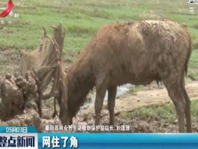 上饶：麋鹿受困草洲 遇上了他们......