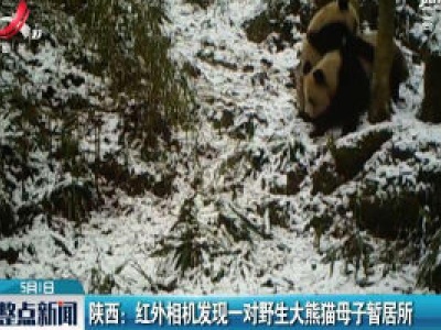 陕西：红外相机发现一对野生大熊猫母子暂居所
