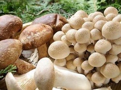 小菌菇，大产业 下埠集乡菌菇产业助力脱贫攻坚！