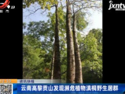 云南高黎贡山发现濒危植物滇桐野生居群