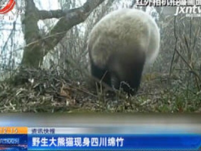 野生大熊猫现身四川绵竹
