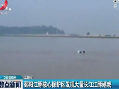 上饶：鄱阳江豚核心保护区发现大量长江江豚嬉戏