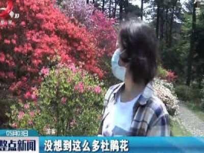 【五一假期旅游】疫后花开 庐山杜鹃笑迎客