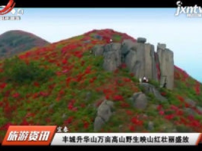 宜春：丰城升华山万亩高山野生映山红壮丽盛放