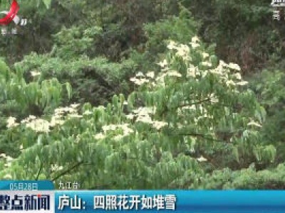 庐山：四照花开如堆雪