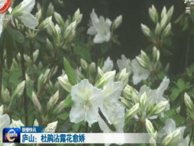 庐山：杜鹃沾露花愈娇