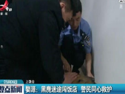 婺源：黑麂迷途闯饭店 警民同心救护