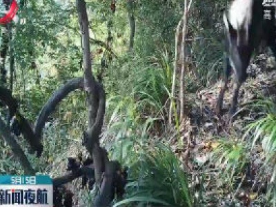 桃红岭梅花鹿国家级自然保护区监测到鬣羚