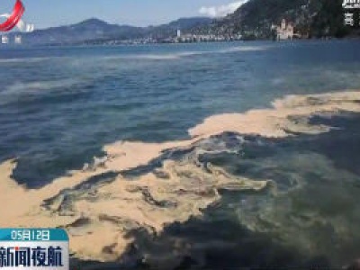 瑞士日内瓦湖因花粉“穿黄裙”