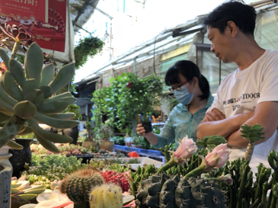 南昌花鸟市场“热”起来 小鱼和多肉植物最受欢迎