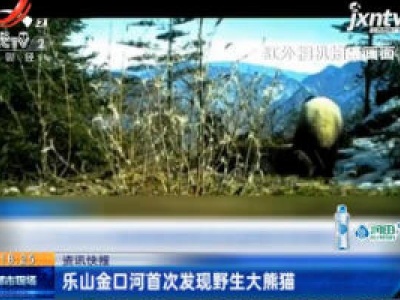 乐山金口河首次发现野生大熊猫