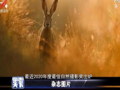 2020年度最佳自然摄影奖出炉 野兔照片夺冠