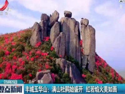 【“五一”假期】丰城玉华山：满山杜鹃始盛开 红若焰火美如画