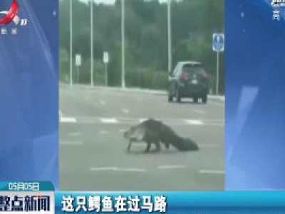 美国：鳄鱼走上街头 十字路口散步