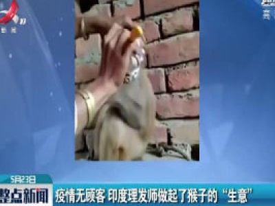 疫情无顾客 印度理发师做起了猴子的“生意”