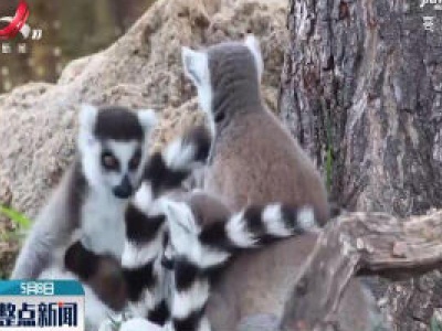 美国火奴鲁鲁动物园狐猴双胞胎惹人爱