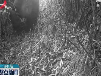 野生大熊猫现身四川绵竹