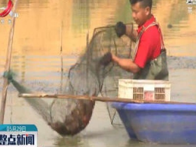 上绕：稻虾共养 粮渔双赢