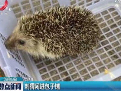 上饶：刺猬闯进包子铺