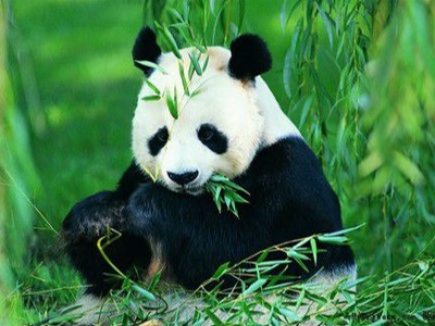 中国旅加大熊猫受疫情影响将提前三年回国
