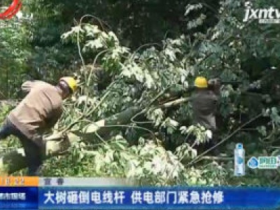宜春：大树砸倒电线杆 供电部门紧急抢修
