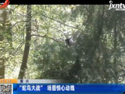 重庆：“蛇鸟大战” 场面惊心动魄