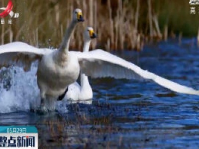 鄱阳湖保护区检测到鸟类123种