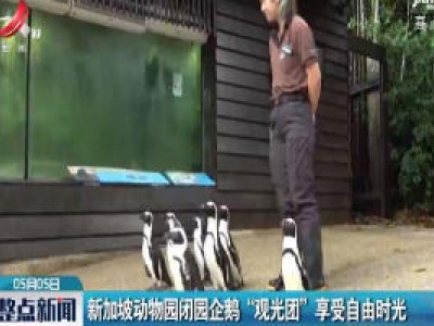 新加坡动物园闭园企鹅“观光团”享受自由时光