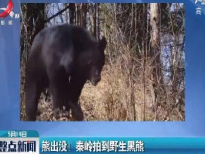 熊出没！秦岭拍到野生黑熊