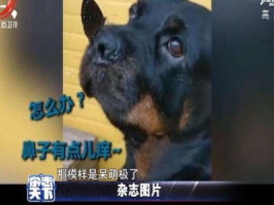 蝴蝶落在狗鼻子上休息 狗狗的样子呆萌极了