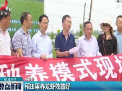 南昌：稻田里养龙虾效益好