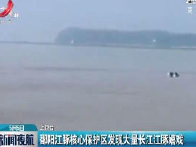 上饶：鄱阳江豚核心保护区发现大量长江江豚嬉戏