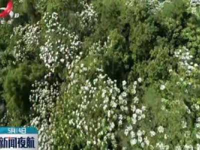 峡江：十里油桐“五月雪”