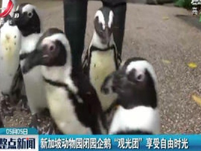 新加坡动物园闭园企鹅“观光团”享受自由时光