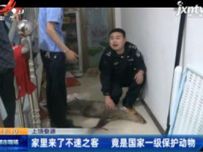 上饶婺源：家里来了不速之客 竟是国家一级保护动物