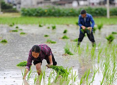 小满节气到！民间祭车神、吃野菜