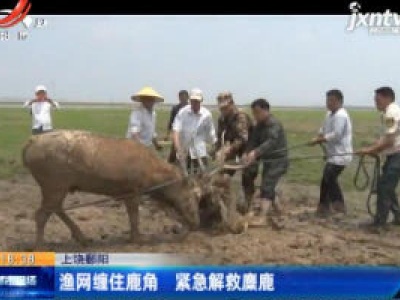 上饶鄱阳：渔网缠住鹿角 紧急解救糜鹿
