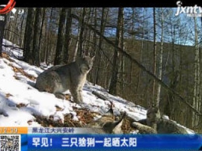 黑龙江大兴安岭：罕见！ 三只猞猁一起晒太阳