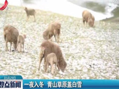 甘肃：一夜入冬 青山草原盖白雪