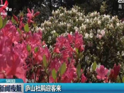 庐山杜鹃迎客来