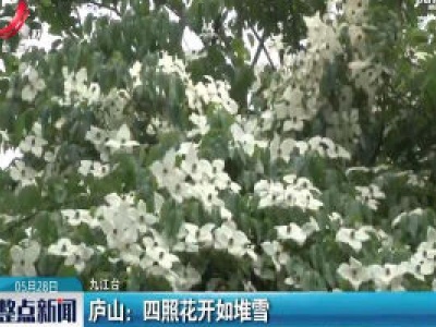 庐山：四照花开如堆雪
