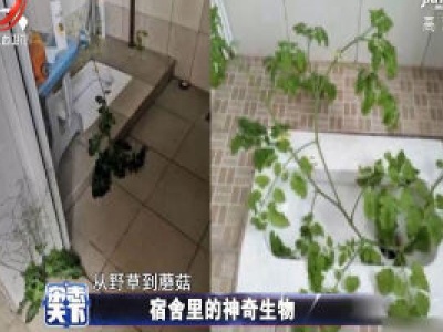 宿舍里的神奇生物