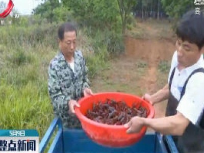 安义县：小龙虾 富农家