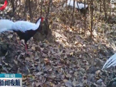 上犹：红外相机拍到黄腹角雉和白鹇珍贵影像