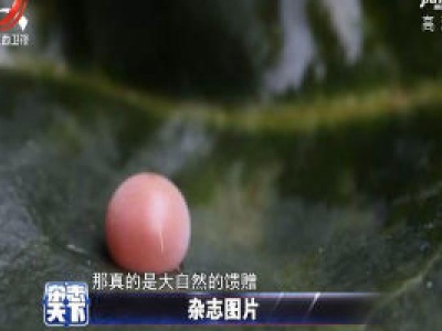 科学家首次发现 “金斑喙凤蝶”的卵为最稀有动物